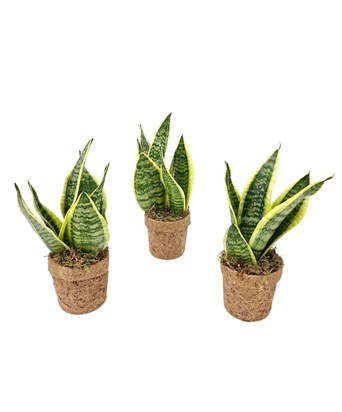 Sansevieria 30cm